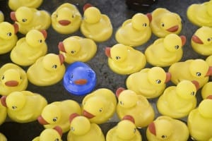 rubber-ducks