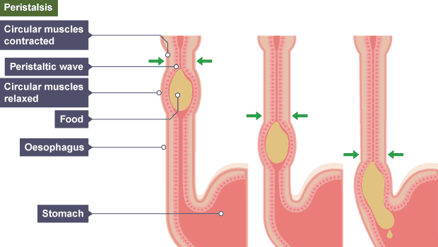 Peristalsis